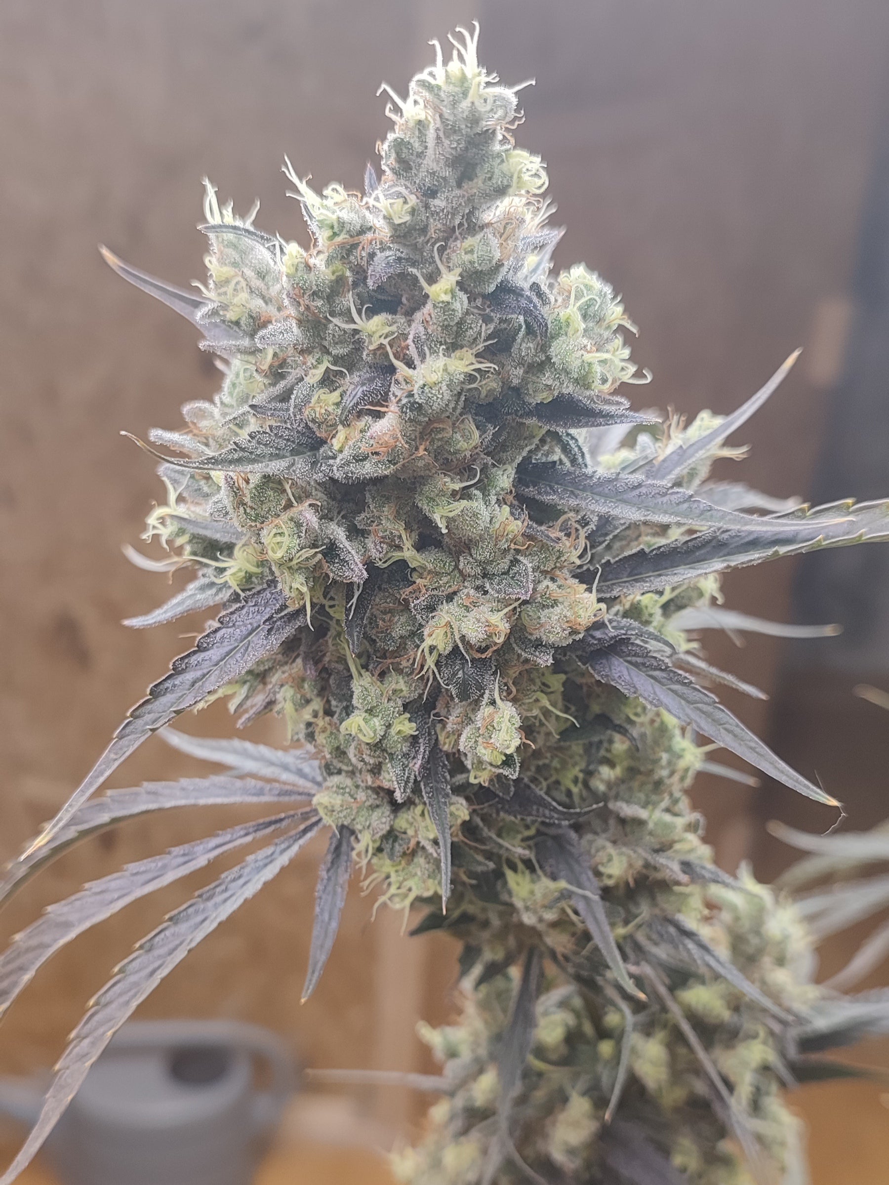 Gunk flower